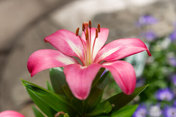 close-up of a pink lily on a defocused background