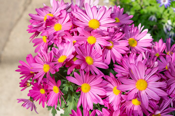 close-up of potted pink chrysanthemum flowers