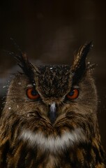 Owl with Snow
