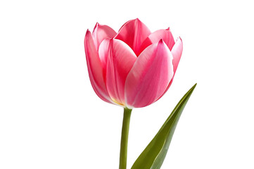 pink tulip transparent background
