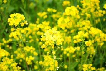 Yellow Canola Flower or Rape Blossoms during Spring. - 日本 黄色い花 菜の花