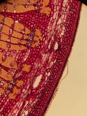 Microscopic Views of Different Plant Tissues in Vivid Detail