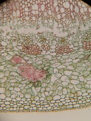 Microscopic Views of Different Plant Tissues in Vivid Detail