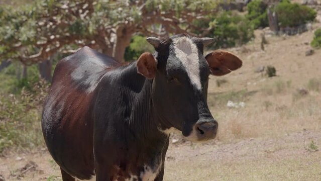 A cow in an arid landscape, looking around and wagging ears to throw off flies