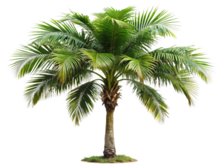 Cut out palm grove. Palm tree isolated on white background. Coconut tree. High quality image for professional composition. Tropical plant with lush green foliage. isolated on white background
