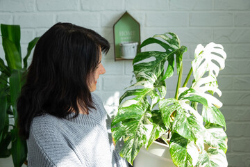  Woman holds home plant rare variegate monstera Alba into pot in home interior.  © Ольга Симонова