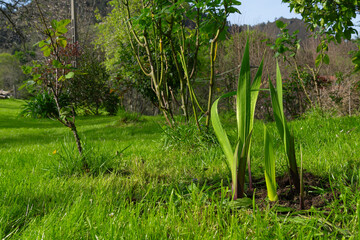 Garden with gladioli that emerge in spring