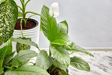 A pot with a blooming spotifillum against a gray wall