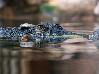 The crocodile lurks stealthily beneath the surface of the water, its eyes peering out with...