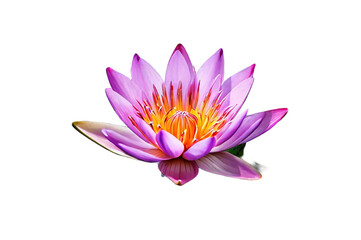 pink water lily transparent background