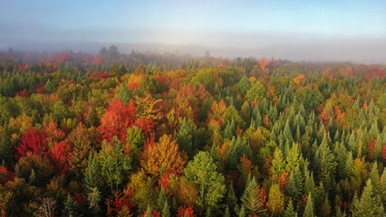 Atmospheric photo autumn forest. Bright colors of trees, red brown maple leaves at sunrise in fog.