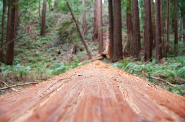 Beautiful serene Meir Woods in San Fransisco