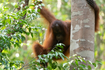 a wild orangutan on the borneo jungle