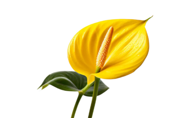 yellow flower isolated transparent background