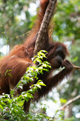 a wild orangutan on the borneo jungle