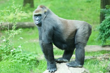 beautiful majestic Gorillas in their habitat