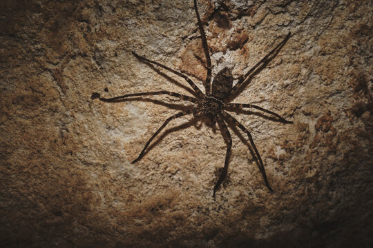 Huntsman spider in Nam Lod Cave Tourist attraction in Tham Lot, Thailand