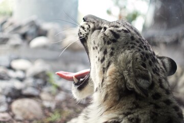 beautiful snow leopard tired from a long day