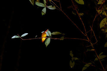 kingfisher bird on the night at borneo jungle
