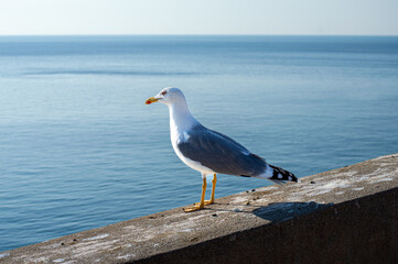 Seagull on the castle wall, Almunecar, Spain