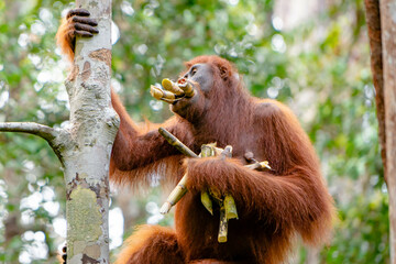 a wild orangutan on the borneo jungle
