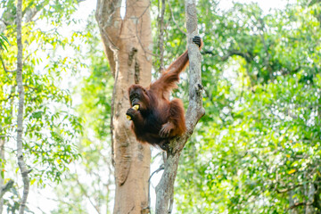 a wild orangutan on the borneo jungle
