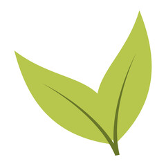 Green tea leaves. Vector illustration.