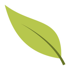 Green tea leaf. Vector illustration.