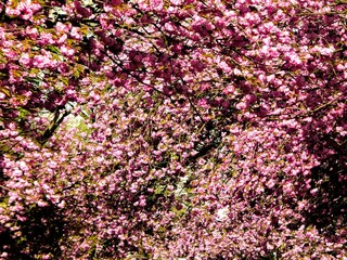 Cherry blossoms in the Sommer / Kirschblüten