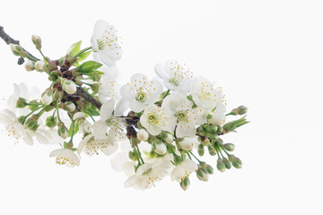 Close-up of white cherry blossoms. Close up, isolated on white copy space background.