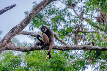 long tail monkey on the jungle