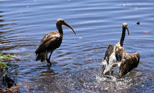 Juvenile ibis pair in water
