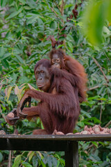 a wild orangutan on the borneo jungle