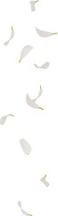 chamomile flower petals