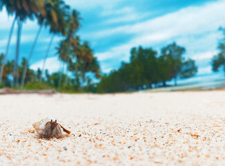 cute animals on the beach are suitable for the background