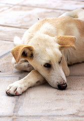 Portret leżącego smutnego psa - obrazy, fototapety, plakaty