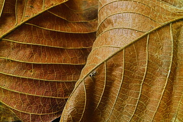 close up of a leaf