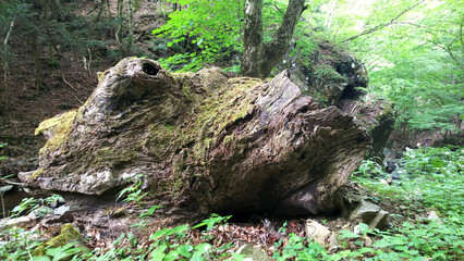 倒木 大木 枯れ木 自然のオブジェ