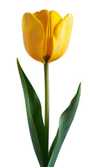 Yellow Tulip  flower isolated on transparent background