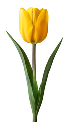 Tulip single flower isolated on transparent background
