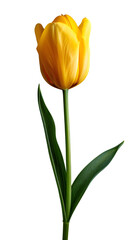 Yellow Tulip  flower isolated on transparent background