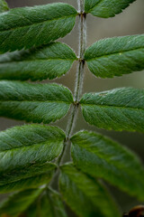 Green leaves of a rowan tree in the forest in spring