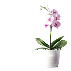 Naklejka na ściany i meble Elegant Potted Orchid in a White Pot, Illustrating the Concept of Indoor Gardening and Home Decor.