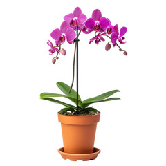 Naklejka na ściany i meble Blooming Purple Phalaenopsis Orchid in a Terracotta Pot, Symbolizing Elegance and Beauty in Floriculture.
