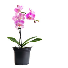 Potted Pink Phalaenopsis Orchid Plant Displaying Delicate Blooms, Epitomizing Elegance and Serenity in Indoor Gardening. - obrazy, fototapety, plakaty