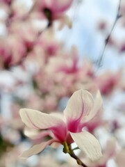 pink magnolia flowers, blooming magnolia tree, delicate flower petals, spring flowering