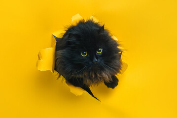 Funny black cat looks through ripped hole in yellow paper. Peekaboo. Naughty pets and mischievous domestic animals. Copy space.