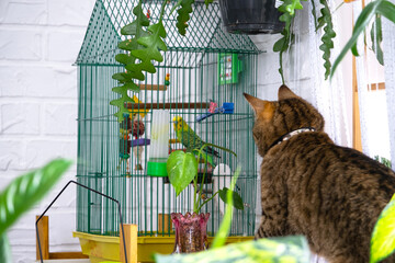 A domestic cat hunts a budgie in a cage. The relationship of pets, a cat and a parrot, danger,...