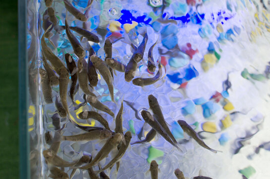 Garra rufa fish in an aquarium