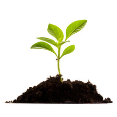 Small Green plant growing from soil isolated on transparent background